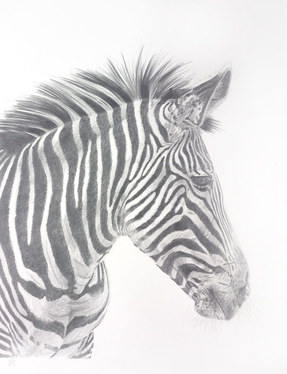 ZEBRA DRAWING